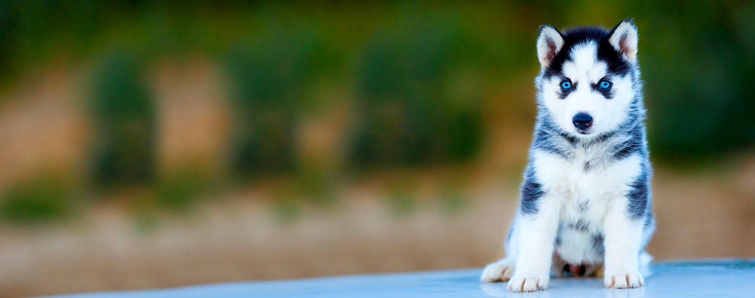 Dog Names Meaning Fearless Popular Male and Female Names Wag!